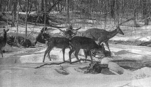 Рассказы о животных - i_039.jpg