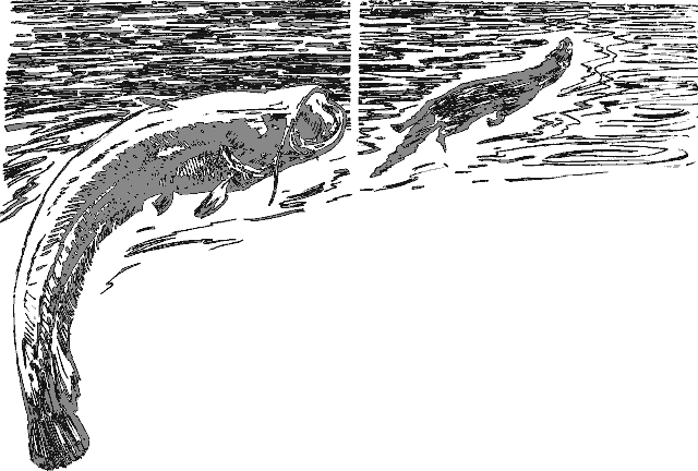 Рассказы о животных - i_022.png