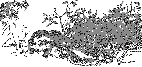 Рассказы о животных - i_024.png