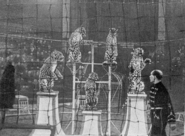 Ты покоришься мне, тигр! - _.jpg_2