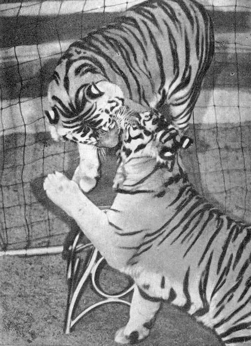 Ты покоришься мне, тигр! - _.jpg_8