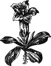 Занимательная ботаника (изд. 1951) - i_002.png