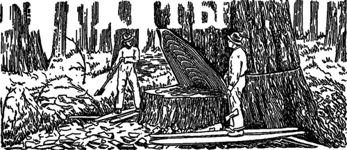 Занимательная ботаника (изд. 1951) - i_003.png