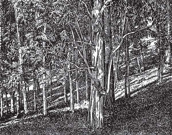 Занимательная ботаника (изд. 1951) - i_007.png