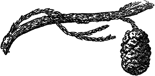 Занимательная ботаника (изд. 1951) - i_009.png