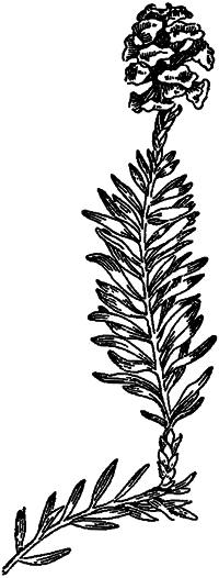 Занимательная ботаника (изд. 1951) - i_010.png