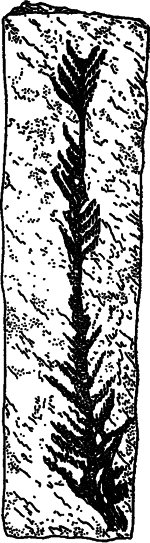 Занимательная ботаника (изд. 1951) - i_012.png