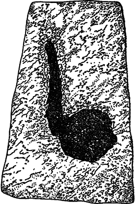 Занимательная ботаника (изд. 1951) - i_013.png