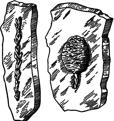 Занимательная ботаника (изд. 1951) - i_014.png