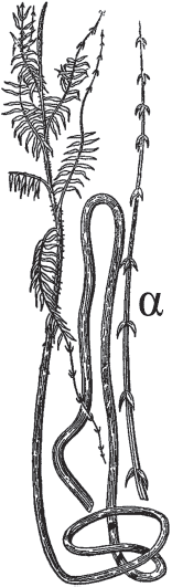 Занимательная ботаника (изд. 1951) - i_015.png