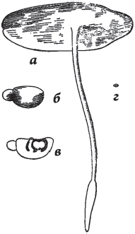 Занимательная ботаника (изд. 1951) - i_023.png