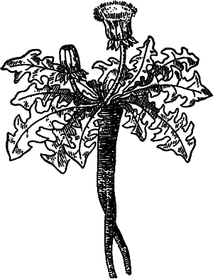 Занимательная ботаника (изд. 1951) - i_025.png