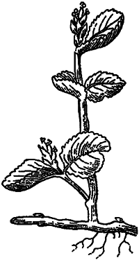 Занимательная ботаника (изд. 1951) - i_026.png