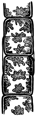 Занимательная ботаника (изд. 1951) - i_029.png