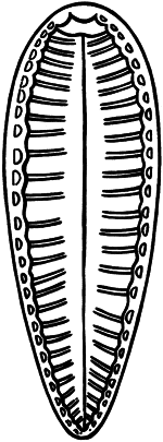 Занимательная ботаника (изд. 1951) - i_030.png