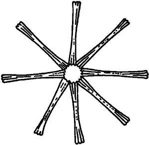 Занимательная ботаника (изд. 1951) - i_031.png