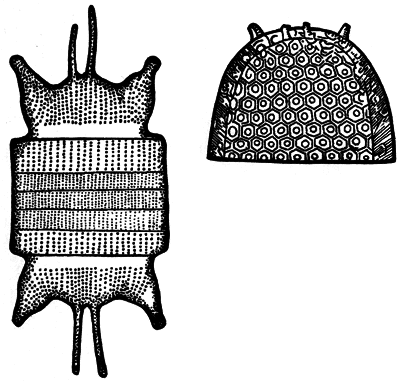 Занимательная ботаника (изд. 1951) - i_033.png