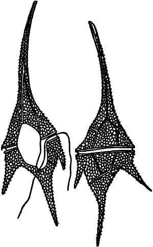 Занимательная ботаника (изд. 1951) - i_045.png