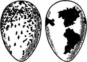 Занимательная ботаника (изд. 1951) - i_047.png