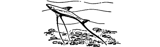 Занимательная ихтиология - i_008.png