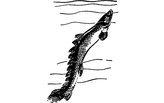 Занимательная ихтиология - i_018.png