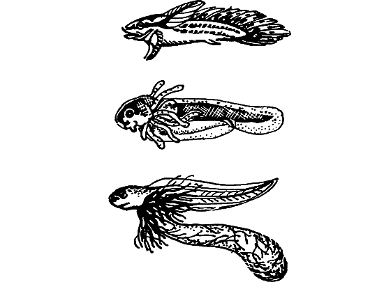 Занимательная ихтиология - i_022.png