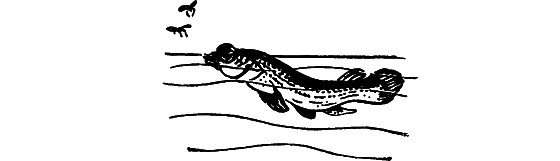 Занимательная ихтиология - i_043.png