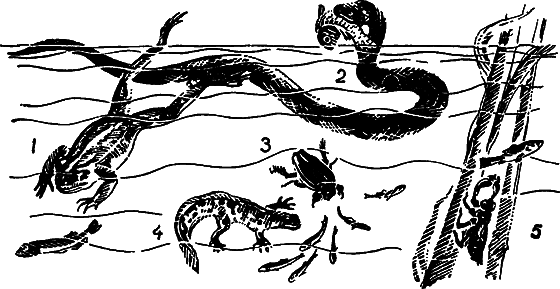 Занимательная ихтиология - i_055.png