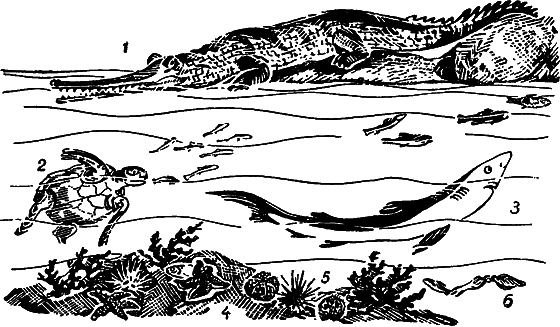 Занимательная ихтиология - i_056.png