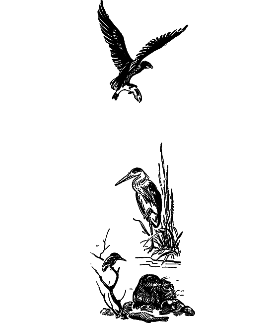 Занимательная ихтиология - i_059.png