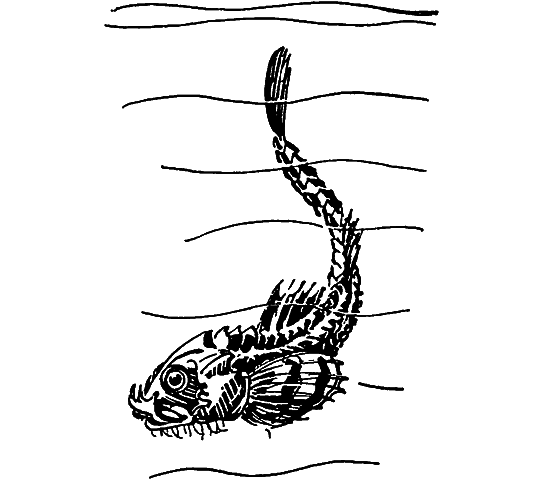 Занимательная ихтиология - i_093.png