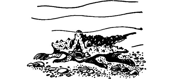 Занимательная ихтиология - i_096.png