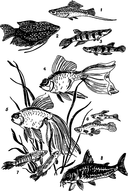 Занимательная ихтиология - i_158.png