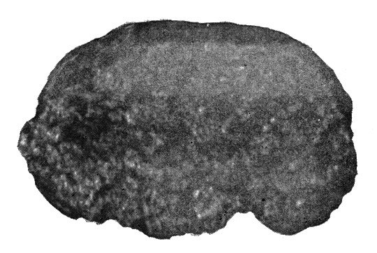 В Хангай за огненным камнем - i_024.jpg