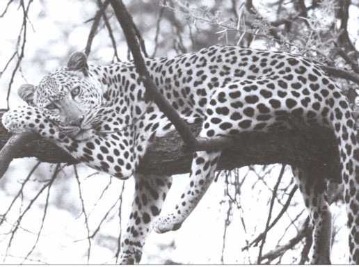 Тайные общества Черной Африки - i_008.jpg