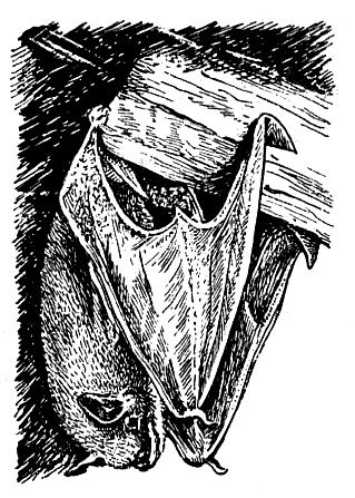 История барсучихи - i_015.jpg