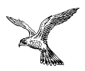 История барсучихи - i_022.jpg