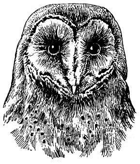 История барсучихи - i_024.jpg