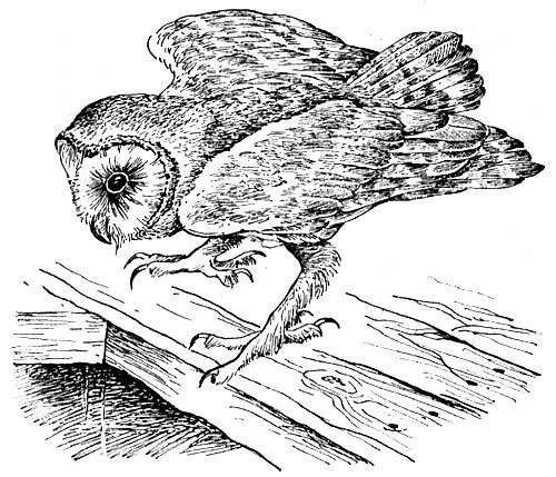 История барсучихи - i_026.jpg