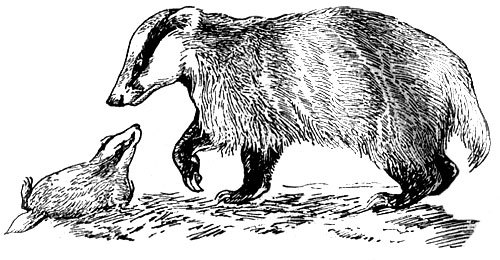 История барсучихи - i_043.jpg