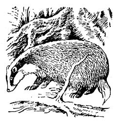 История барсучихи - i_044.jpg