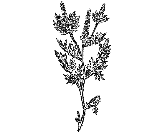 О чем говорят названия растений - i_014.png