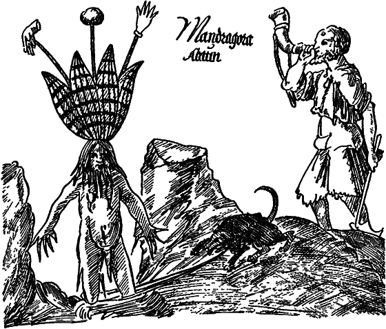 О чем говорят названия растений - i_027.png