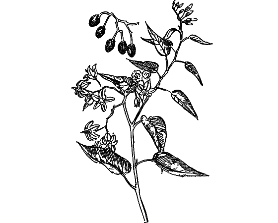 О чем говорят названия растений - i_034.png