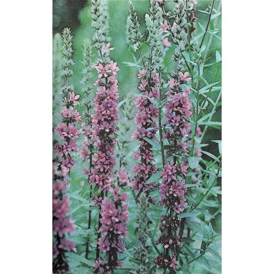 О чем говорят названия растений - i_059.jpg