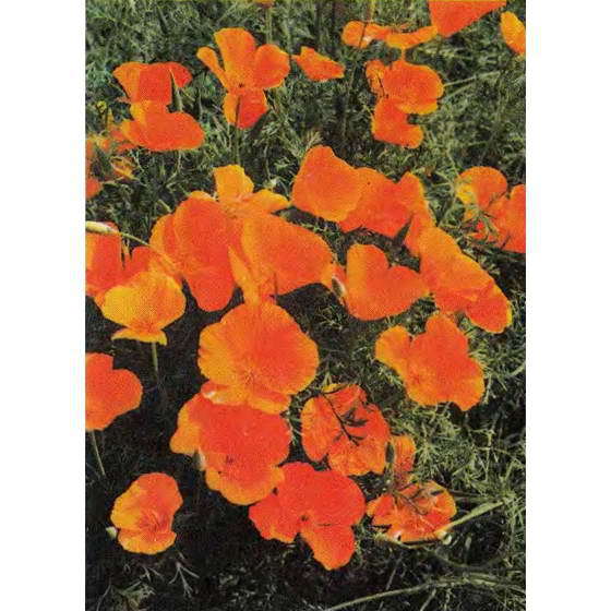 О чем говорят названия растений - i_067.jpg