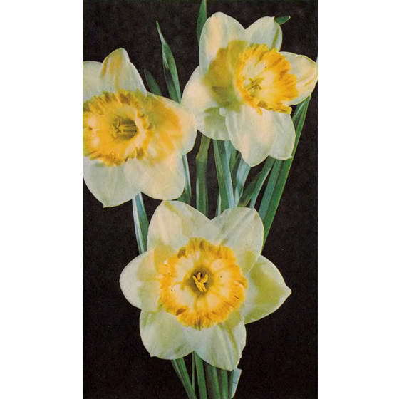 О чем говорят названия растений - i_071.jpg