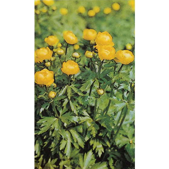 О чем говорят названия растений - i_074.jpg