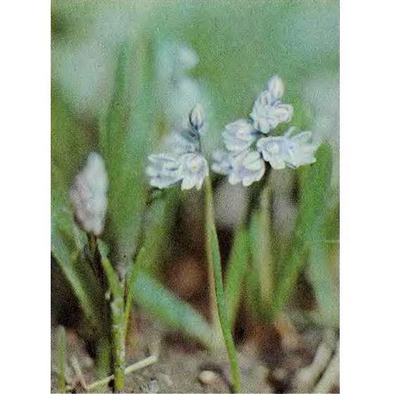 О чем говорят названия растений - i_076.jpg