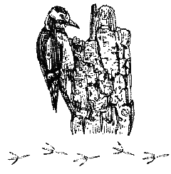 Хорюшка - _020.png